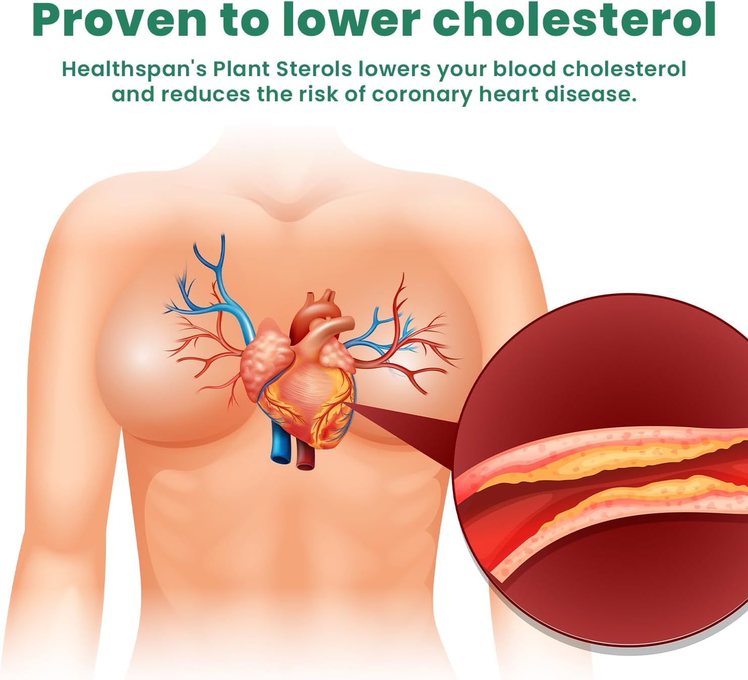 Ved Cholesterol Complex Probiotics and Prebiotics Complex - 10 Billion CFU - 20 Live Bacterial Cultures - 28 Probiotic Complex Capsules for Children - Lactobacillus Helveticus, Silicon dioxide(Peck of 2)